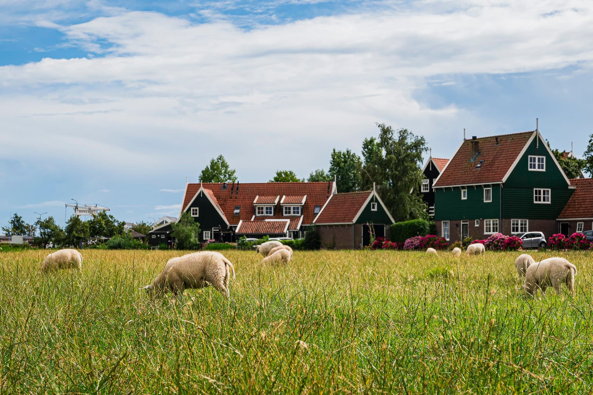 Ovejas pastando frente a las casas de Marken