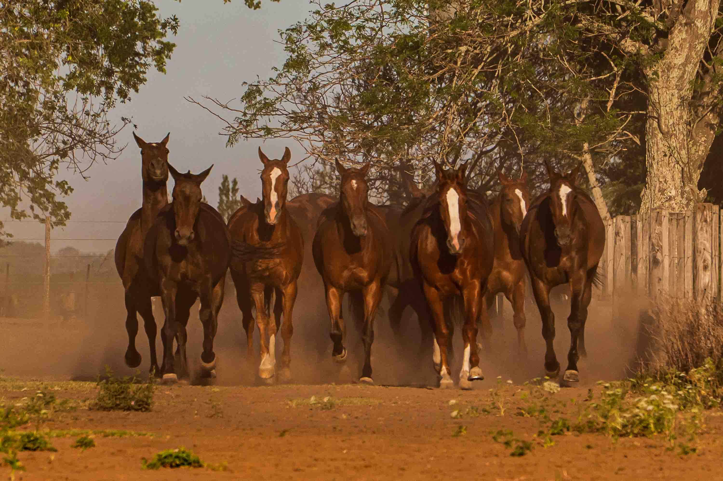 Who is gonna ride your wild horses? — San Antonio de Areco, Argentina