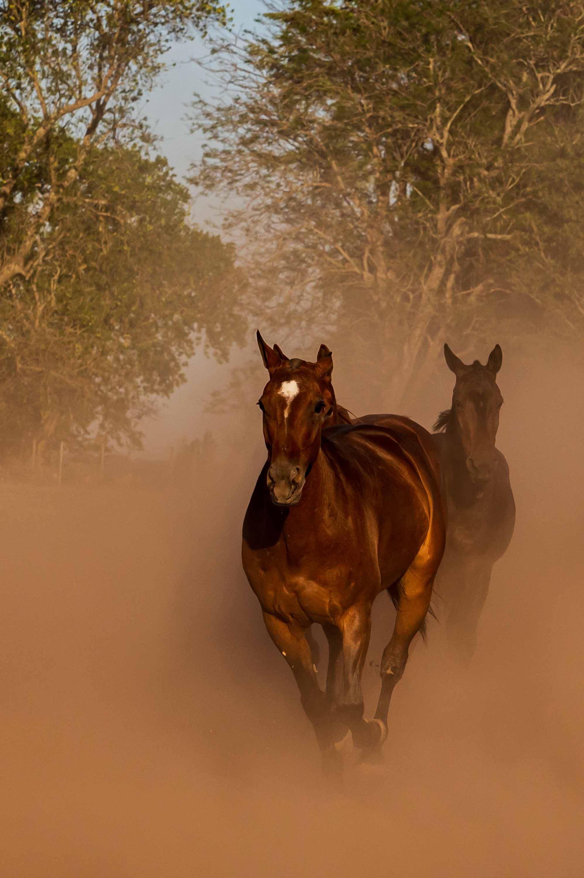 At a gallop — San Antonio de Areco, Argentina
