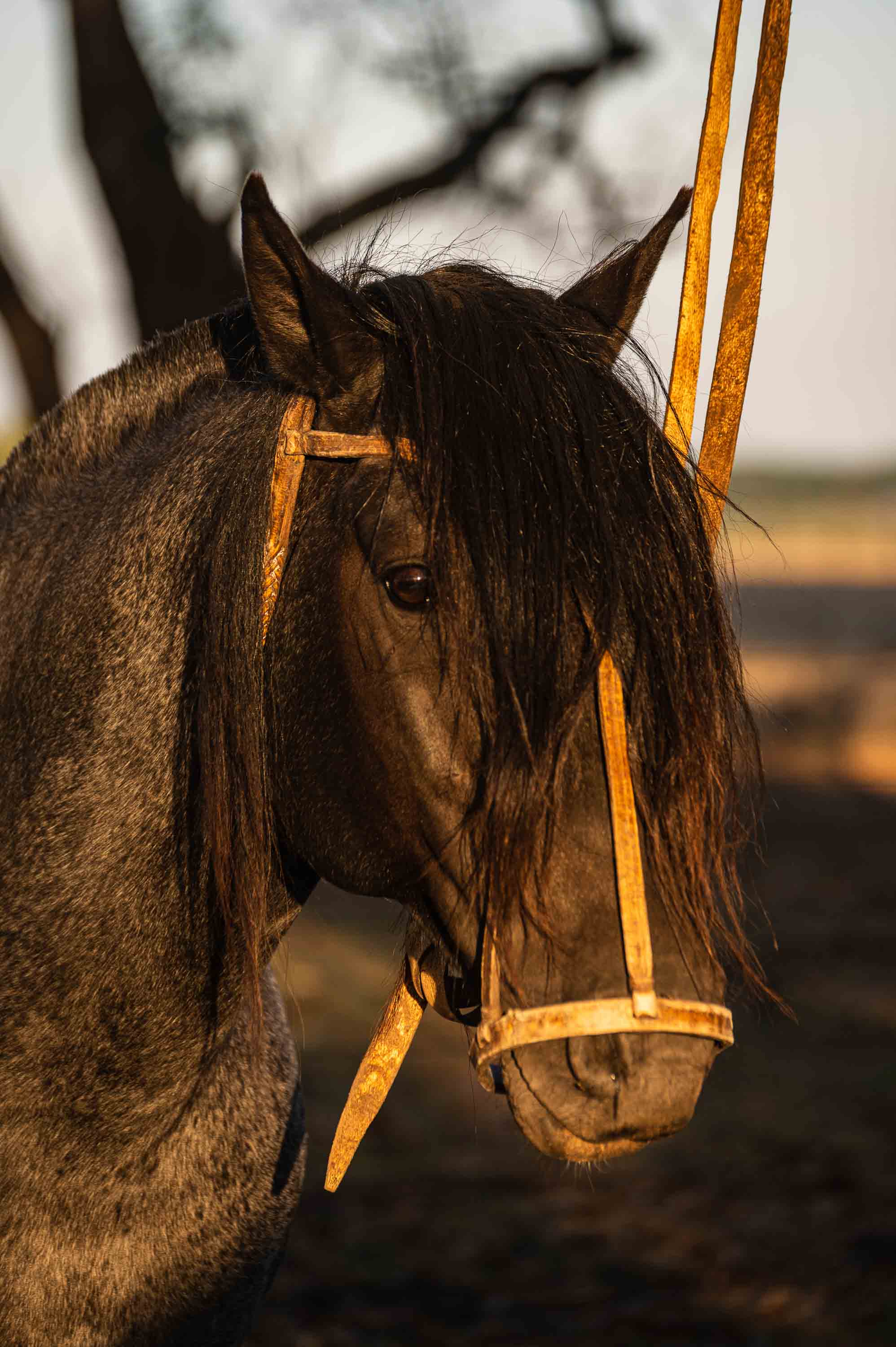 Pamperito — San Antonio de Areco, Argentina