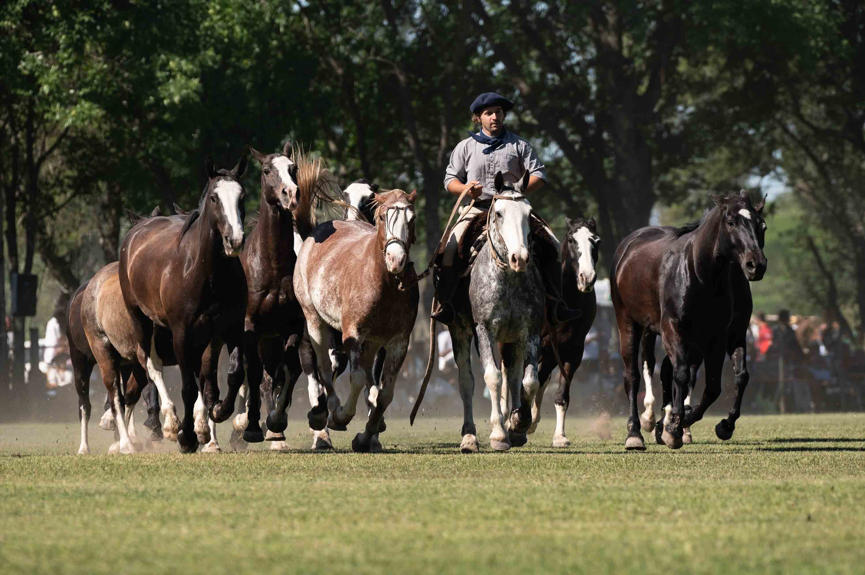 La tropilla — San Antonio de Areco, Argentina